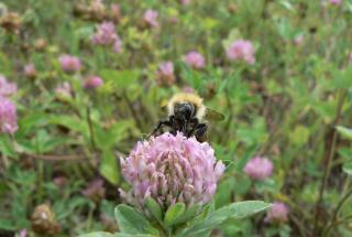 Bombus sp Trifolium