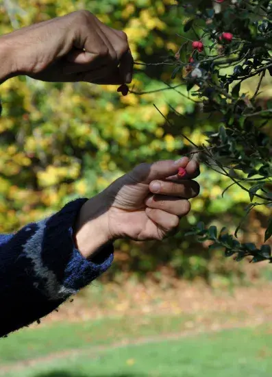 mains qui collectent des graines de fusain