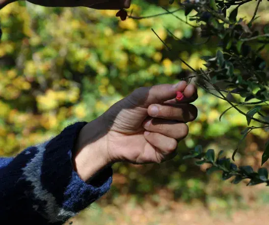 mains qui collectent des graines de fusain