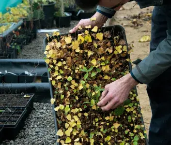 Un producteur montre des jeunes plants de ligneux en cours de production